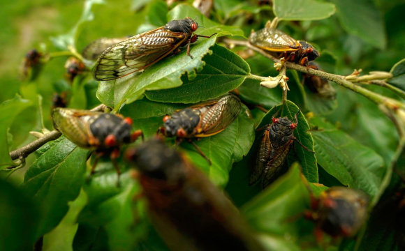 В Україні масово зникають комахи