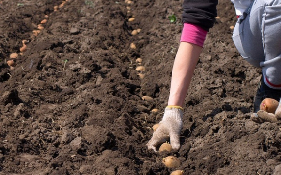 Названі дати у березні, коли треба садити картоплю
