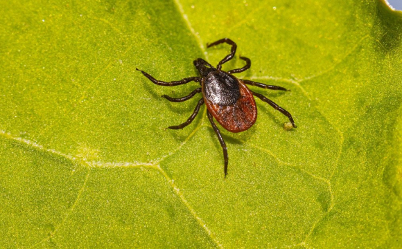 На заході України активізувалися кліщі: попередження про небезпеку