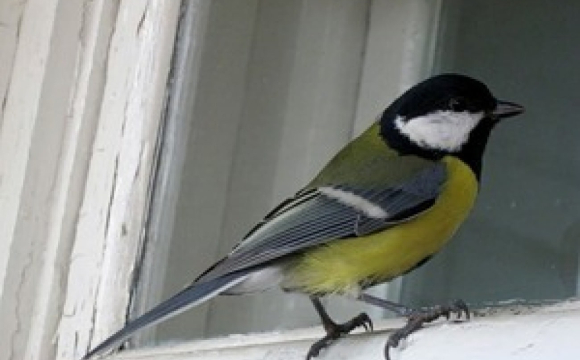 Що віщує пташка, яка вдарилася у вікно: народні прикмети