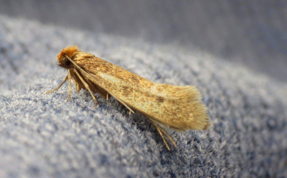 В Україні нове нашестя:  що відбувається