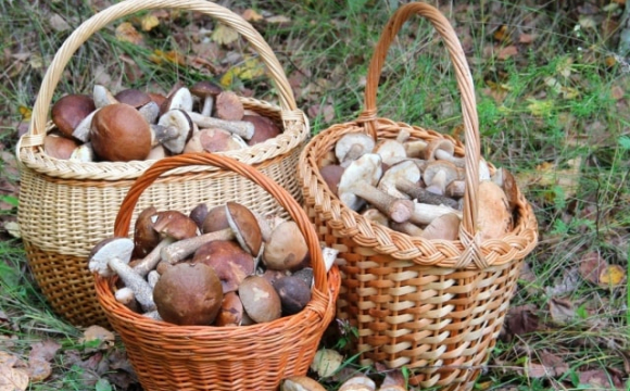 Як потрібно обирати гриби, щоб не отруїтися
