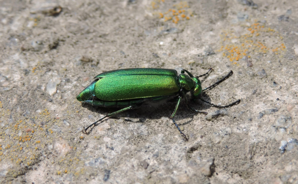 В Україні помітили отруйну комаху
