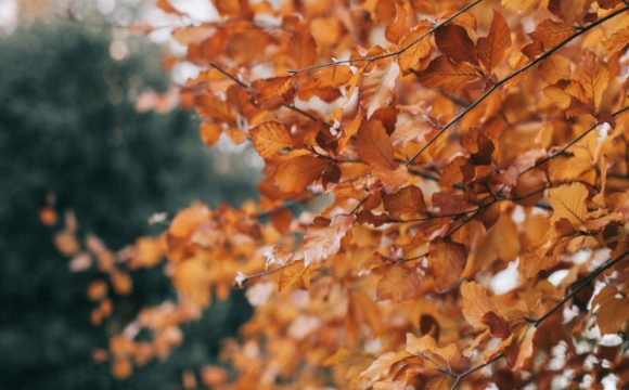 Яке свято відзначають українці 26 жовтня: народні прикмети і традиції