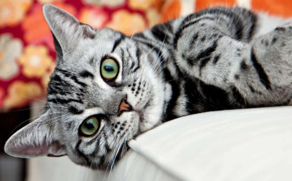 Кіт врятував цілу сім’ю від смерті: що трапилось