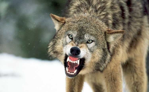 На Волині вовки напали на отару овець біля людських хат