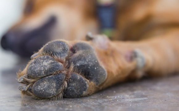 На заході України масово отруюють безпритульних собак