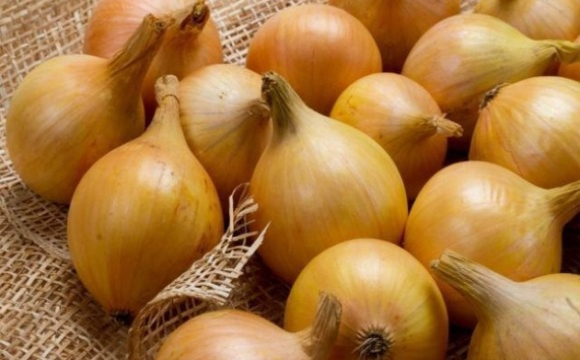 На українському ринку за тиждень суттєво подешевшала цибуля