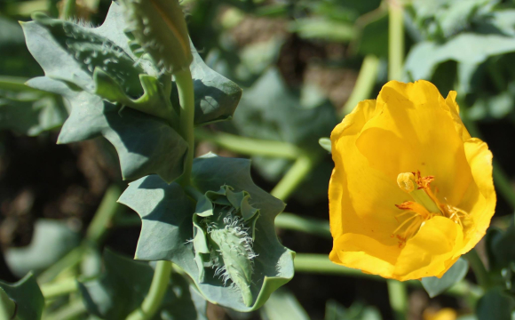 В Україні зацвіла дуже рідкісна квітка