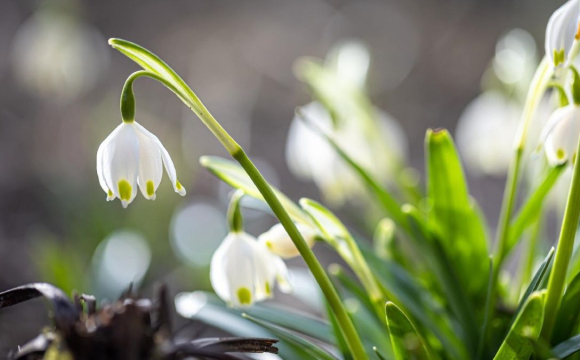 Попереду можливі труднощі: гороскоп на 20 березня для всіх знаків Зодіаку