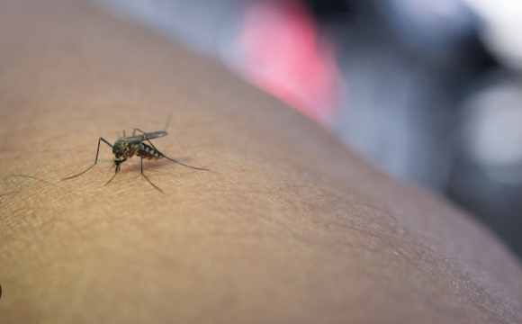 Кого найчастіше кусають комарі