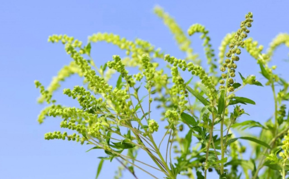 У Луцьку масово росте небезпечна рослина: мешканці закликають боротися