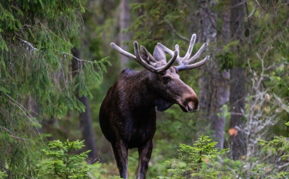 На Волині на трасу вибіг величезний лось