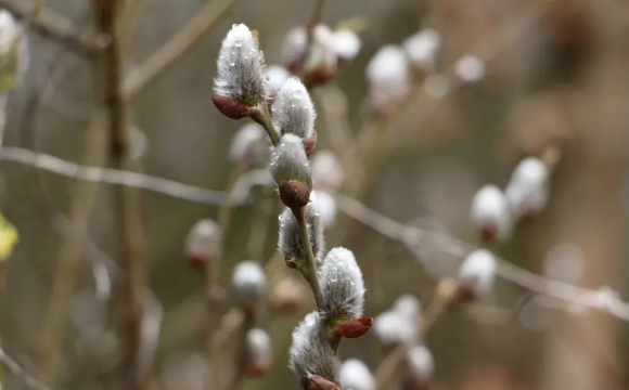 Яке свято відзначають українці 5 квітня: народні прикмети і традиції