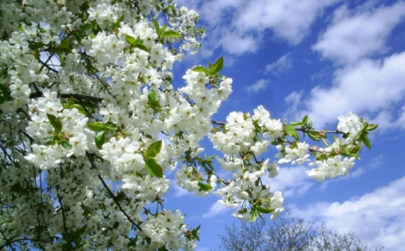 Україну чекає аномально теплий квітень і «літо» у травні