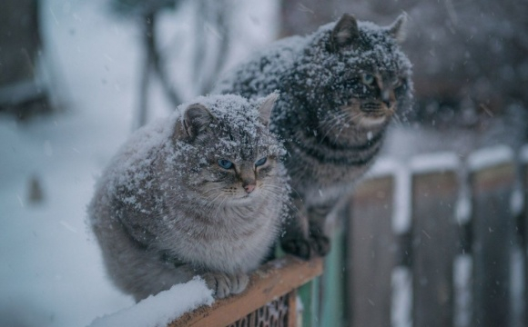 Коли в Україну прийде справжня зима