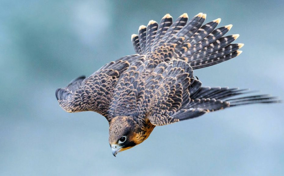 Небезпечні хижі птахи атакують українські міста