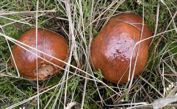 На Волині збирають повні відра грибів: названо таємне місце