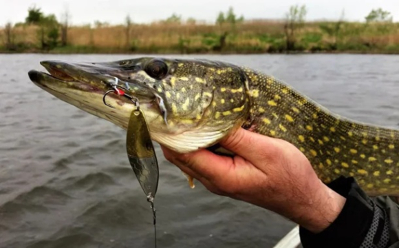 Чоловік на одну вудку зловив одразу дві великі щуки