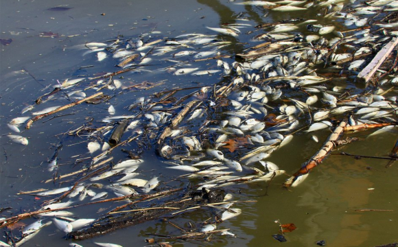 На заході України масово гине риба: що відбувається