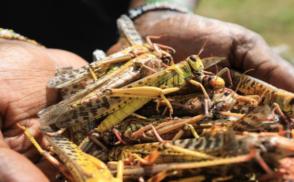 Наскільки сарана небезпечна для українців