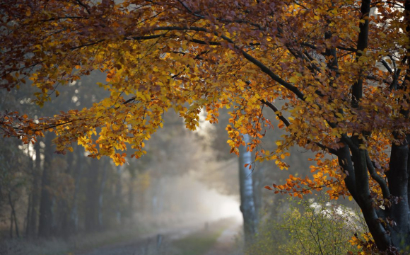 Народний синоптик з Волині розповів, якою буде погода в жовтні