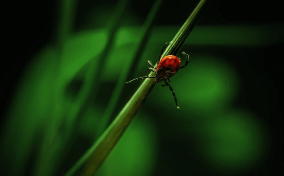 Сезон кліщів розпочався: як захиститися і що робити при укусі
