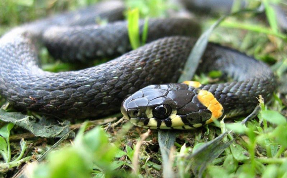 На Світязі зафіксували масове нашестя змій
