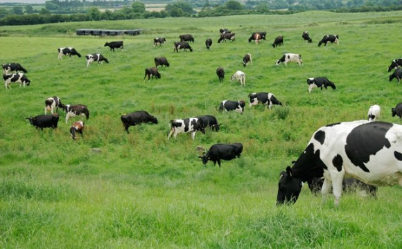 На кордоні заборонили випасати худобу: в чому причина