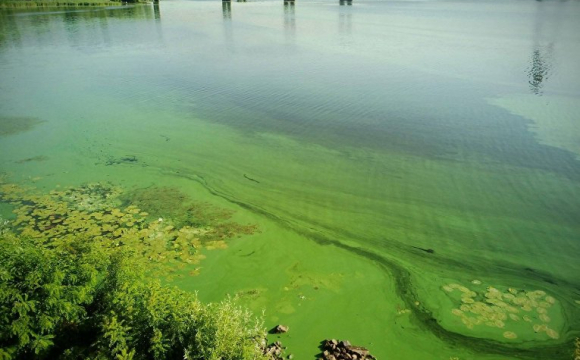 В Україні масово цвітуть водойми: медики попереджають про небезпеку