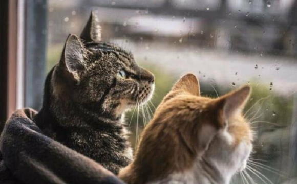 Коти попереджають господарів про біду: що потрібно знати