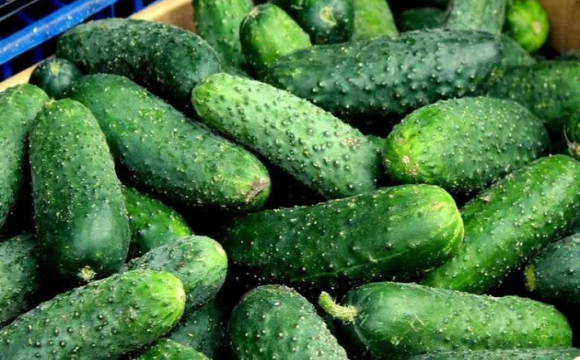 Огірки в Україні стрімко дорожчають: що відбувається на ринку