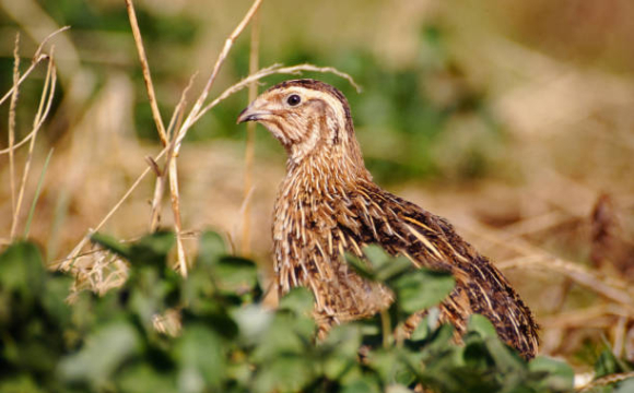 Поява яких поташок в Україні віщує сильні морози