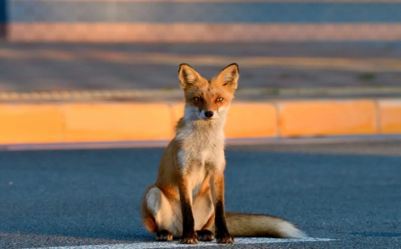 Лисиці заполонили Львів: чому зросла їхня популяція та як поводитися при зустрічі