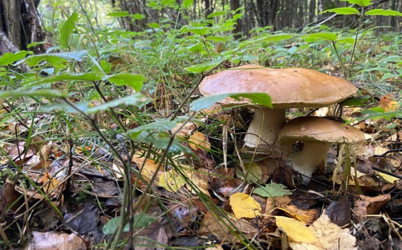 Названо топ-9 грибних локацій на Волині