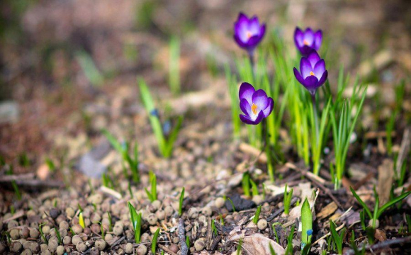 Яке свято відзначають українці 22 березня: народні прикмети і традиції