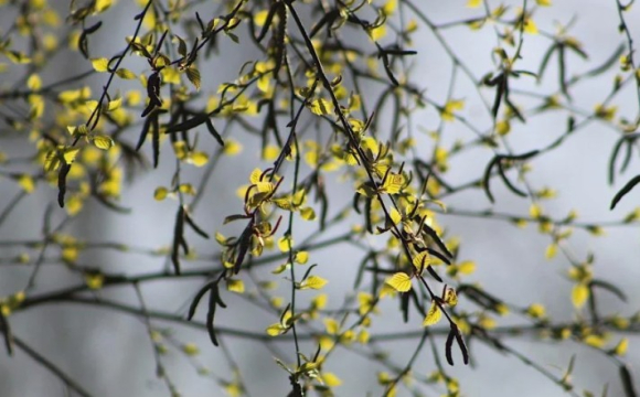 Яке свято відзначають українці 18 квітня: народні прикмети і традиції