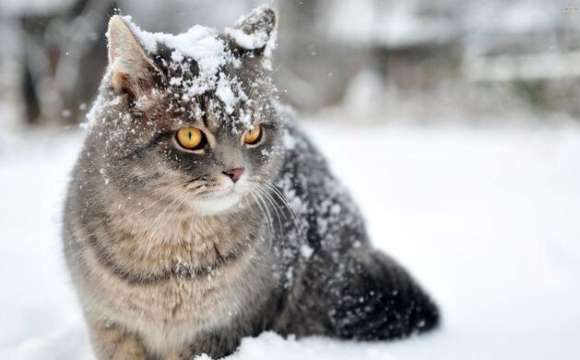 Сніг і ожеледиця: синоптики попередили про сильний мороз на Волині 12 січня