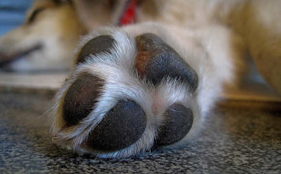 На заході України чоловік жорстоко знущався над собакою