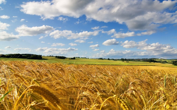 Українці можуть втратити землю, яку не приватизували