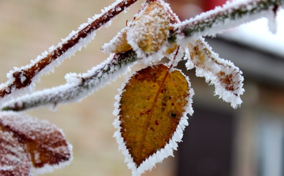 У Карпатах температура впала до -2 градусів