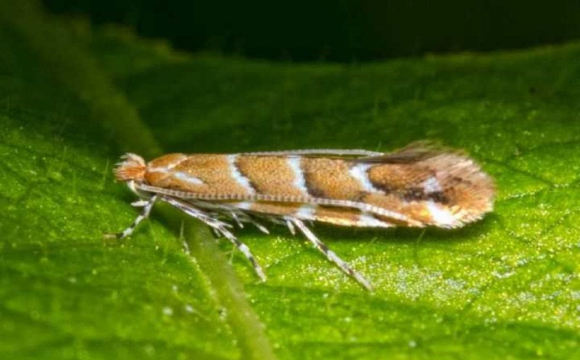 Волинян попереджають про нового небезпечного шкідника