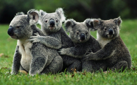 У нацпарку влада розстріляла 700 тварин