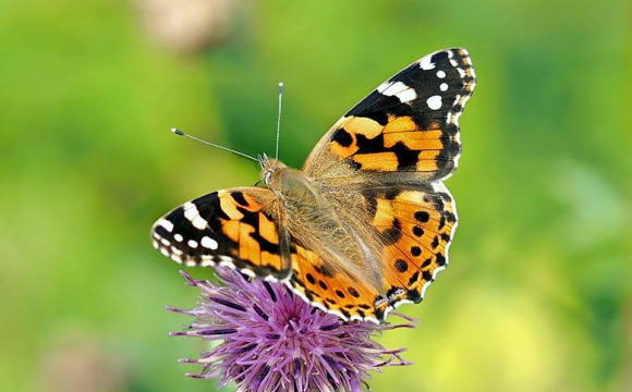 На Волині вперше помітили унікального та найгарнішого метелика України