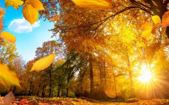 Україну накриє 29-градусна спека: відома дата