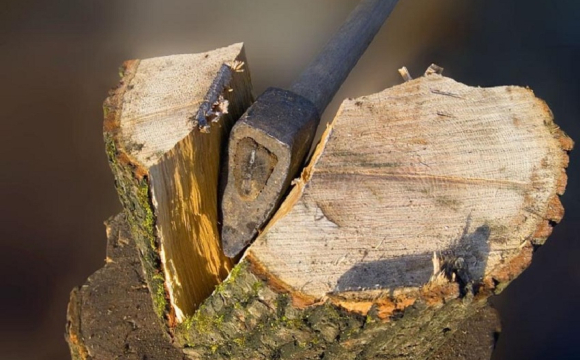 Стало відомо, чи можна рубати дерева бїля свого будинку