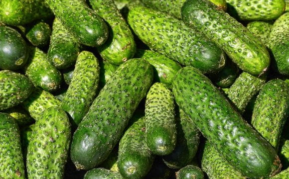Українців закзликали негайно викинути ці огірки: 4 тривожні сигнали