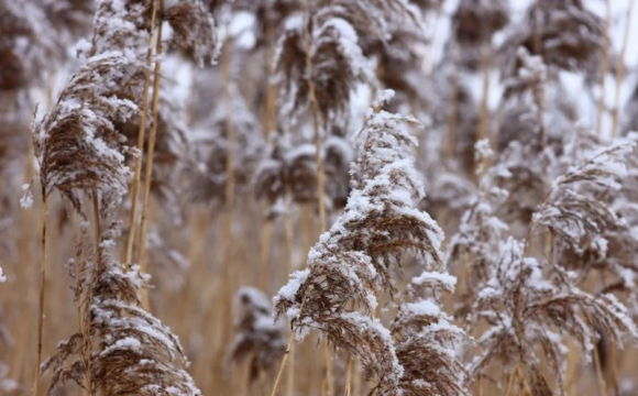 Україну накриють морози: названі дати