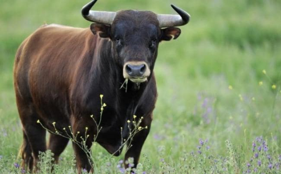 На заході України зафіксували спалах сказу