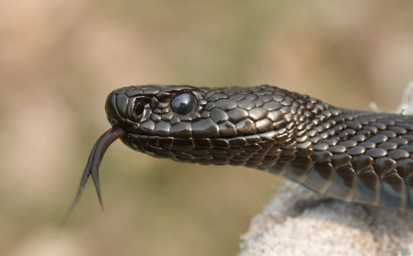 На заході України чоловіка вкусила змія: він у реанімації